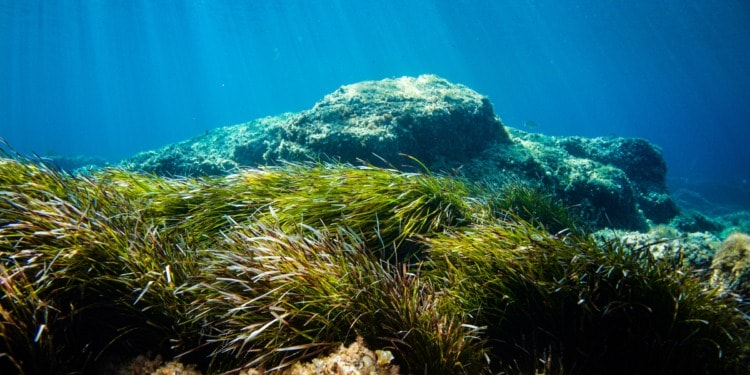 Seagrass is Key in Fighting Climate Change: How to Save it