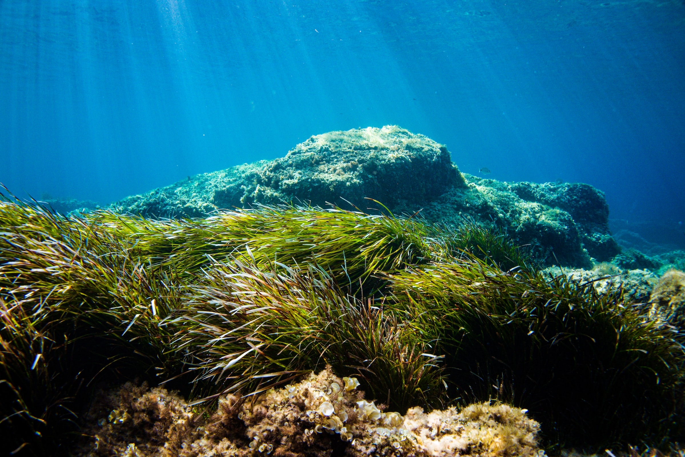 Seagrass is Key in Fighting Climate Change: How to Save it