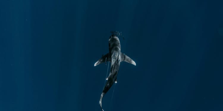 Impact of Jaws on sharks