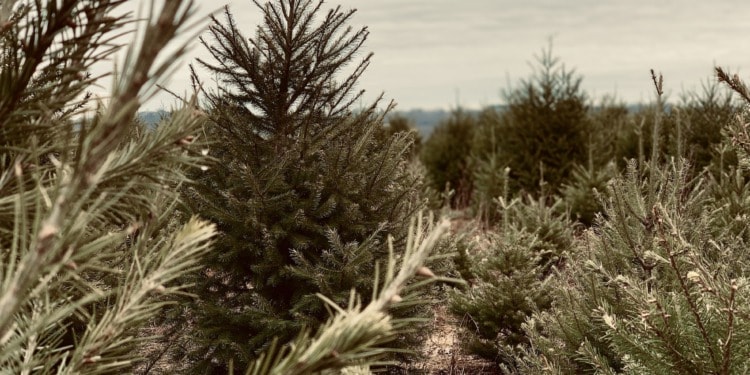 The Problems With Christmas Trees