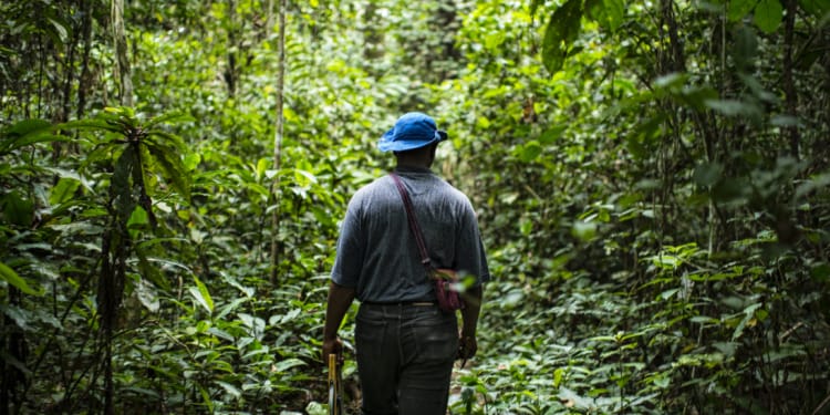 voluntary carbon market regulation