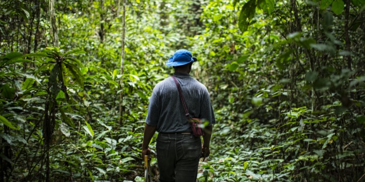 voluntary carbon market regulation