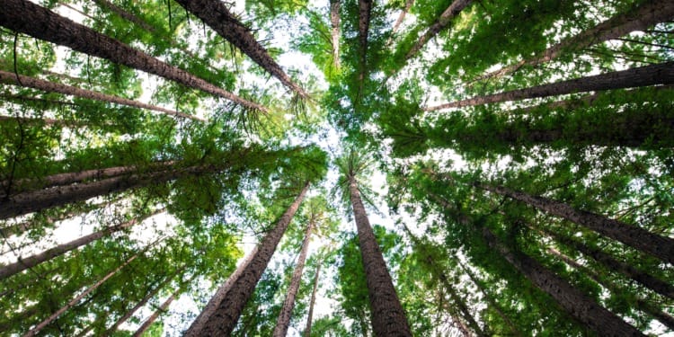 Carbon Offsets: What Are ‘Phantom Credits’?