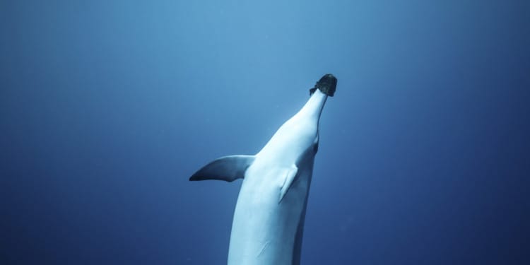 dolphins noise pollution