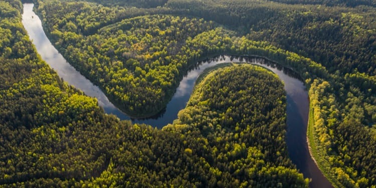 Can The Amazon Be Saved Under Lula’s Leadership?