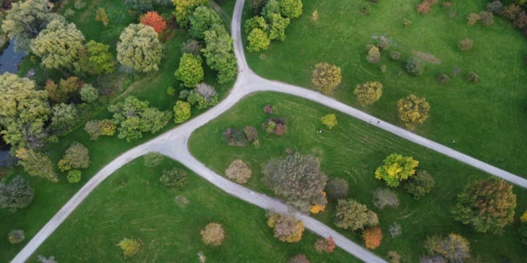 Micro-forestry: How Nature Can Be Used To Fight Urban Pollution