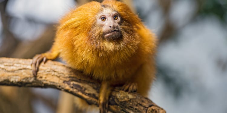 vaccinating wild animals