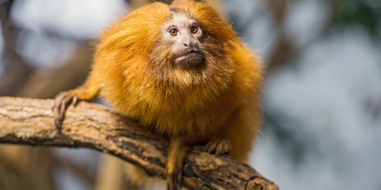 vaccinating wild animals