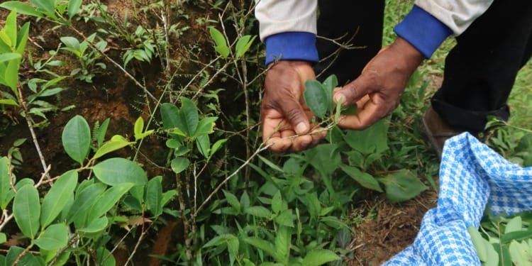 Coca Is Not Cocaine: The Truth Behind the Sacred South American Coca Leaf