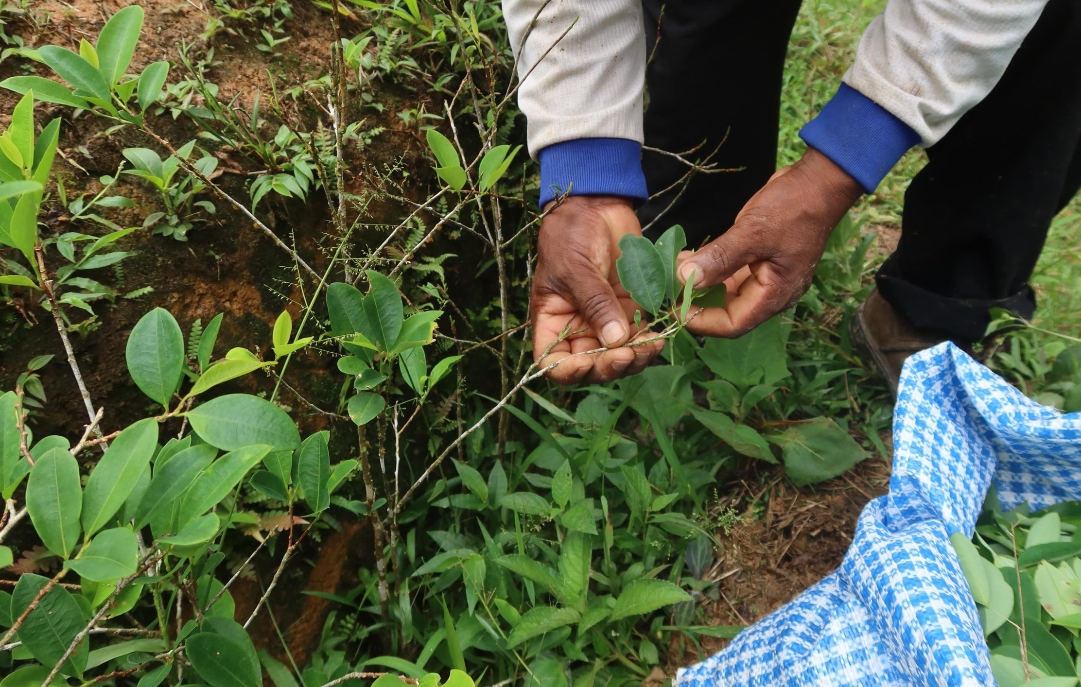 Coca Is Not Cocaine: The Truth Behind the Sacred South American Coca Leaf