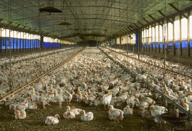 antibiotics farming