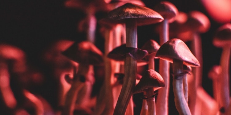 Fungi, Zombies and Climate Change: What’s the Link?