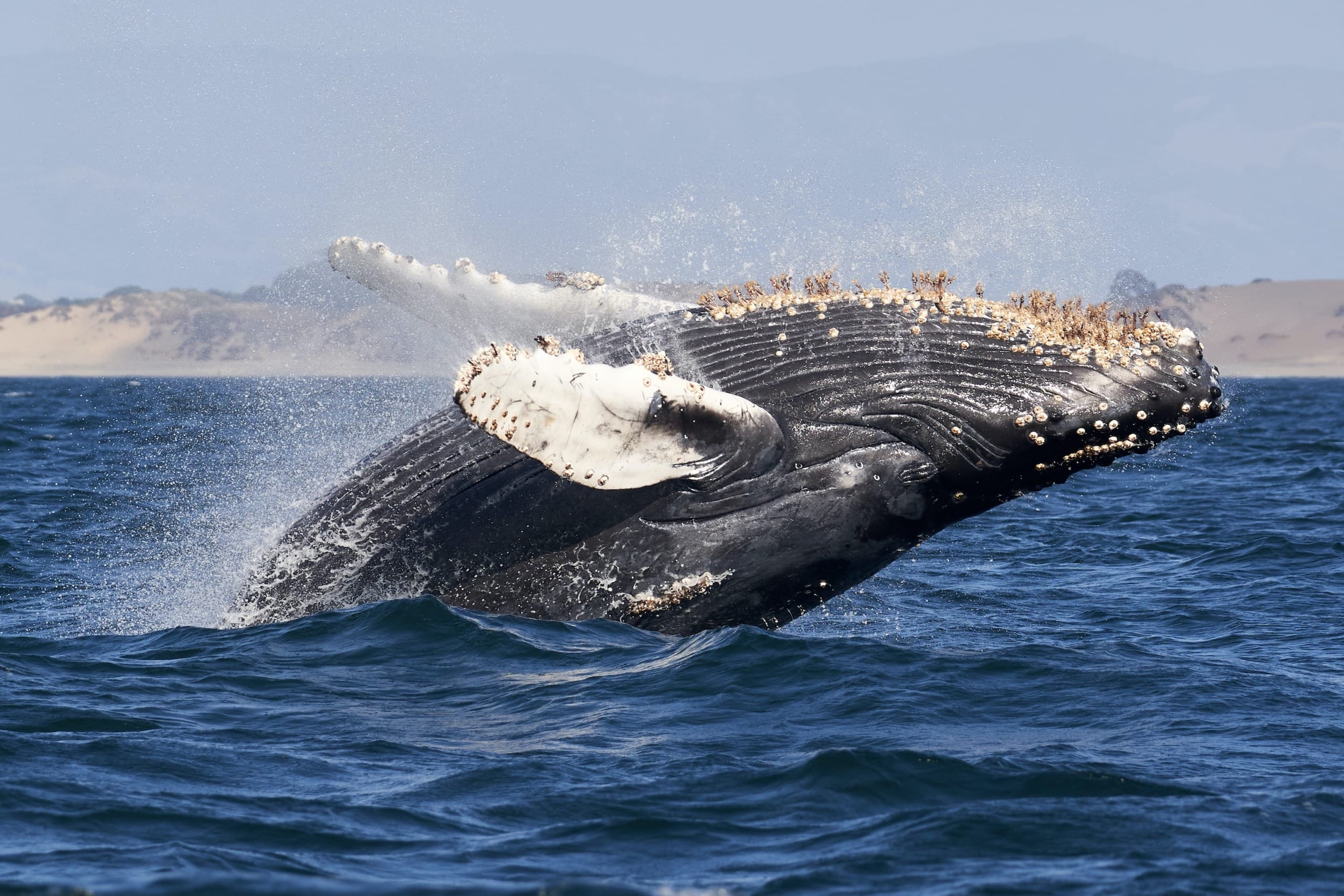 Good Sign for Ocean Recovery Whales May be Coming Back to the UK