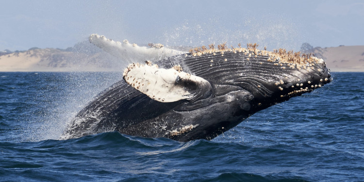 UK seas whales