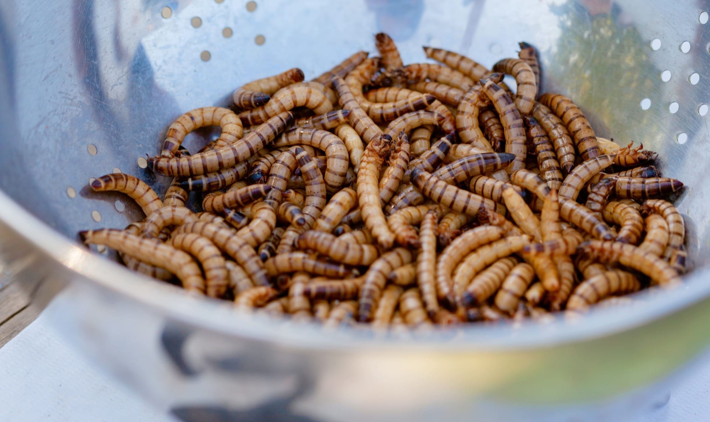 Edible larvae in a bowl