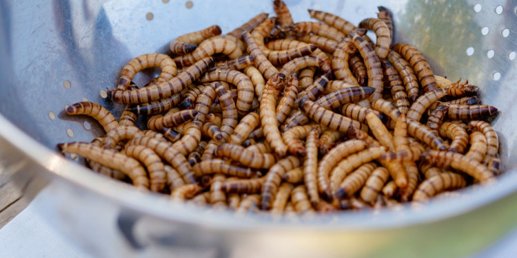 Edible larvae in a bowl