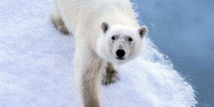 How climate activists are using TikTok to stop the Willow Project