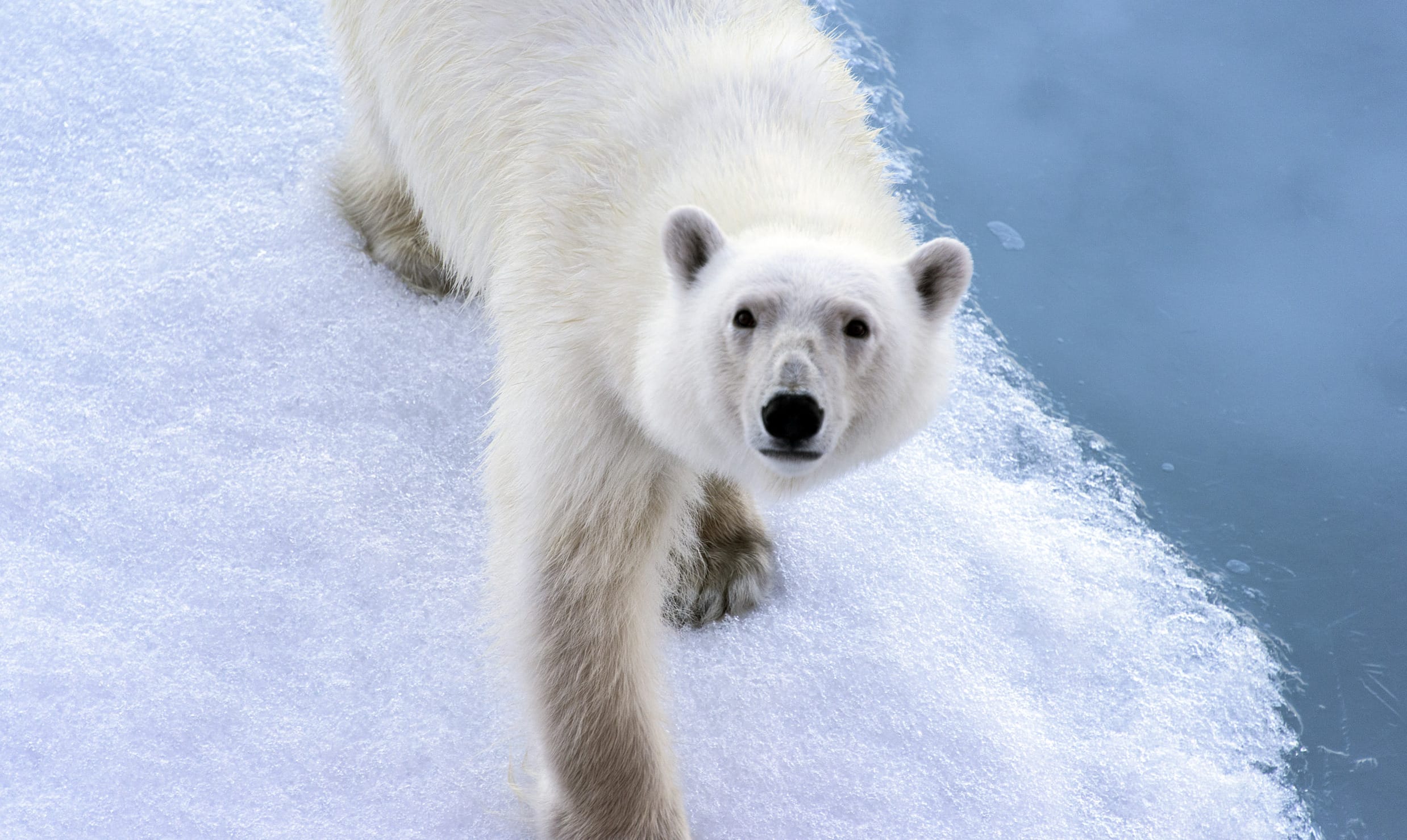 How climate activists are using TikTok to stop the Willow Project