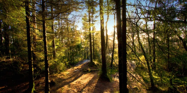 Green Spaces in Decline: Climate Anxiety Exacerbated by Lack of Access to Nature