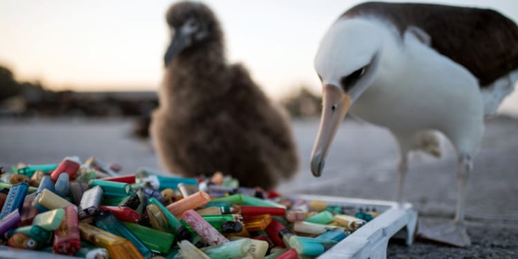 Scientists found that the seabirds have contracted a new type of plastic-induced fibrotic disease, coined “plasticosis."