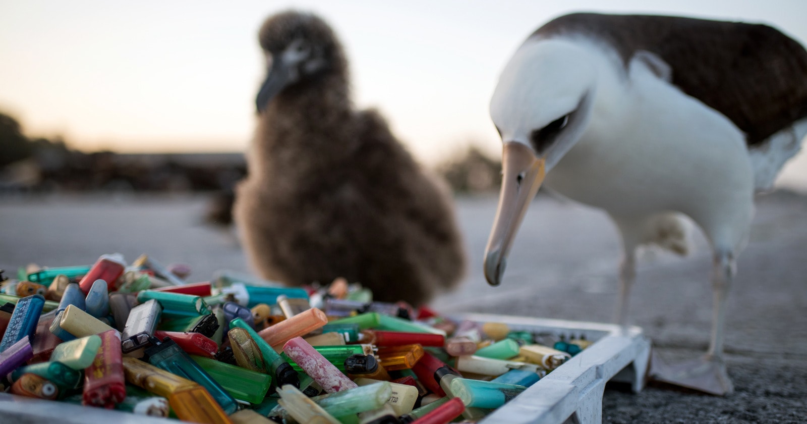 Scientists found that the seabirds have contracted a new type of plastic-induced fibrotic disease, coined “plasticosis."