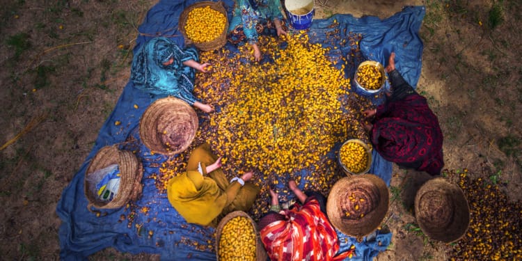 Food insecurity Arab world