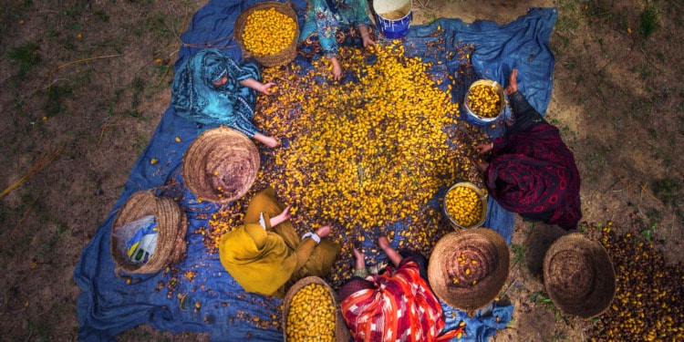 Food insecurity Arab world