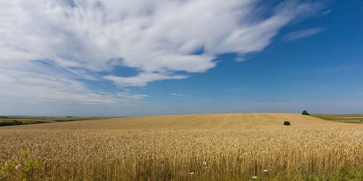 Will Russia Block or Renew the Black Sea Grain Deal?