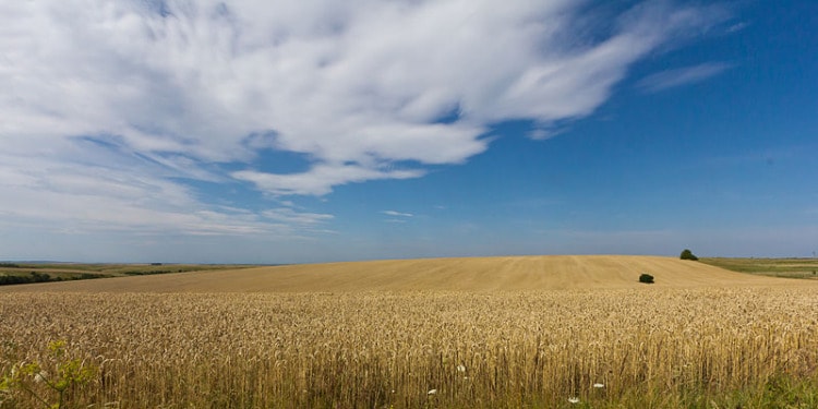 Will Russia Block or Renew the Black Sea Grain Deal?