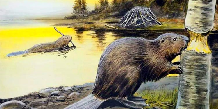 The One Health Story: It’s More Than Infectious Diseases 