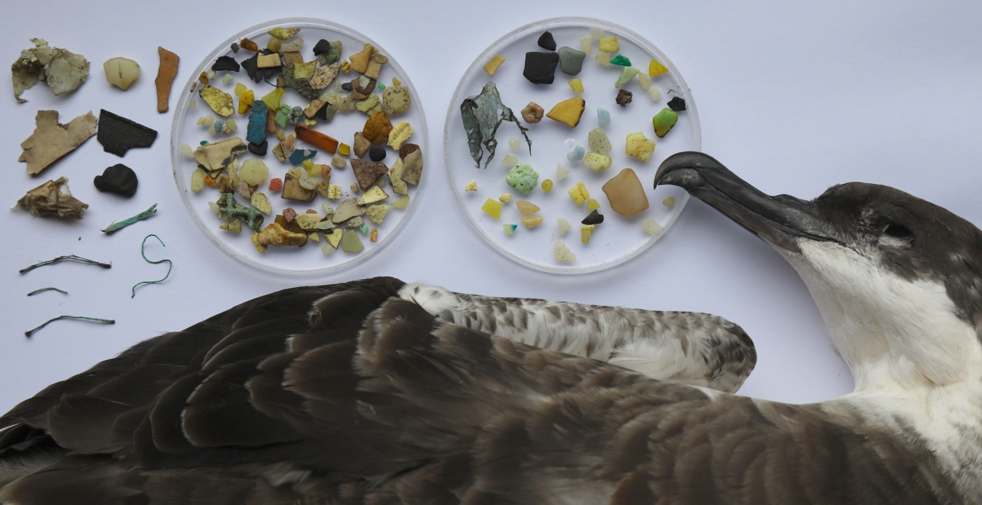 Scientists found that the seabirds have contracted a new type of plastic-induced fibrotic disease, coined “plasticosis."