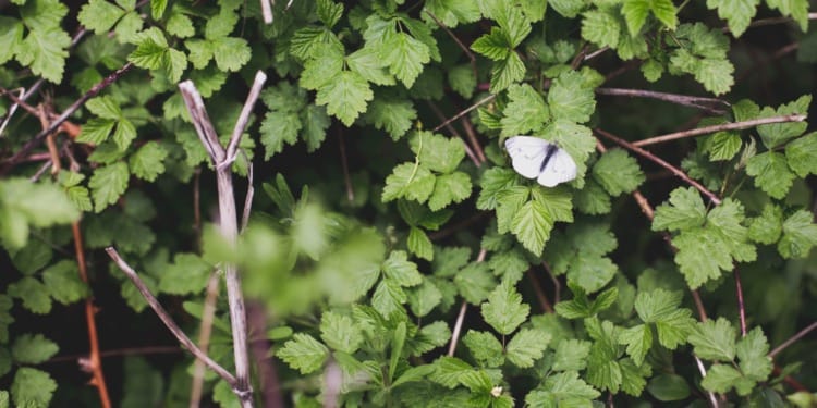 ‘Right Wing Backlash’ Against Rewilding: David Attenborough’s Documentary Cut Short