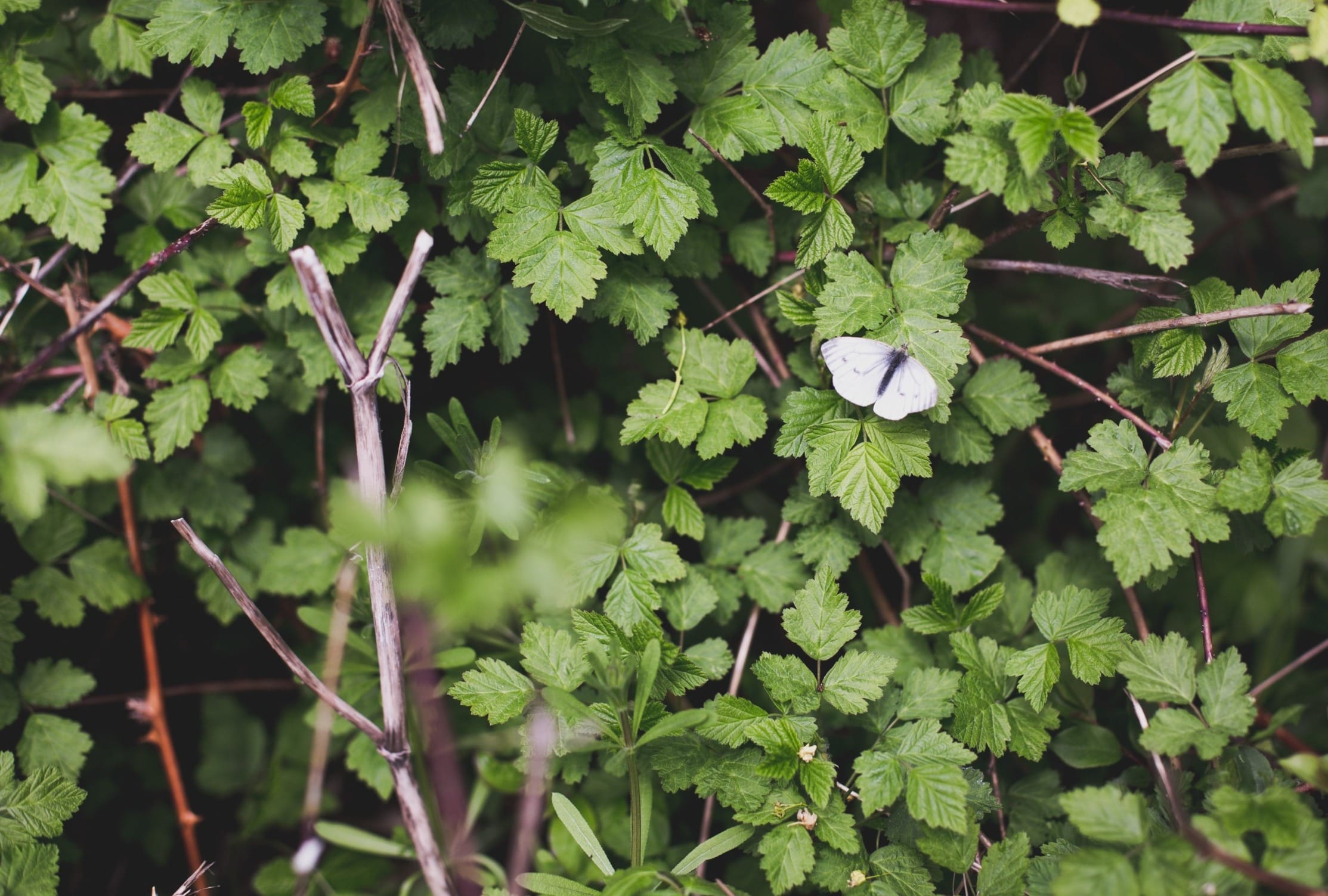 ‘Right Wing Backlash’ Against Rewilding: David Attenborough’s Documentary Cut Short