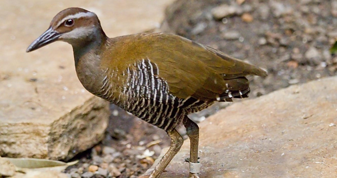 conservation species