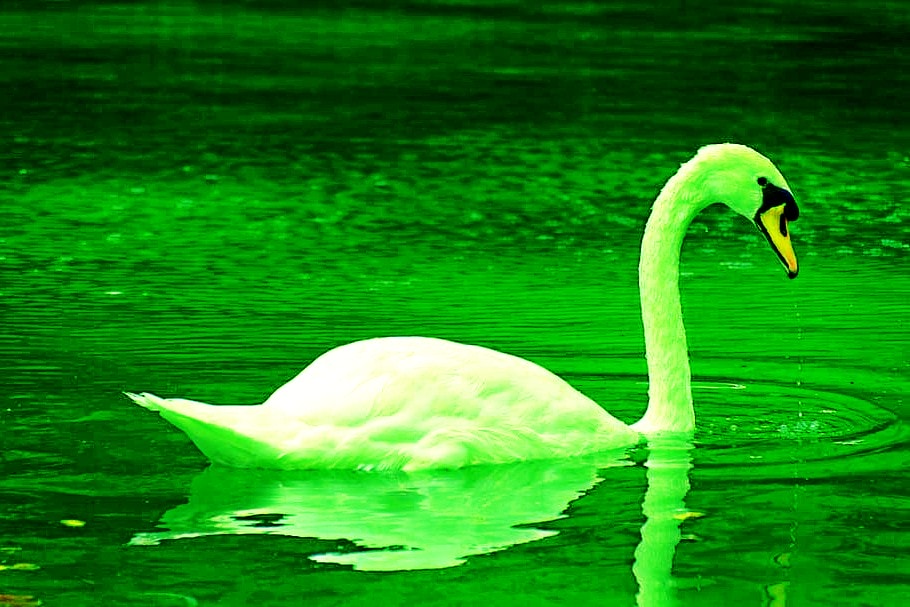 It’s All Green: The Economic Benefits of Environmentalism