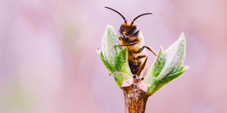 How Much Does it Cost to Let a Species Go Extinct?