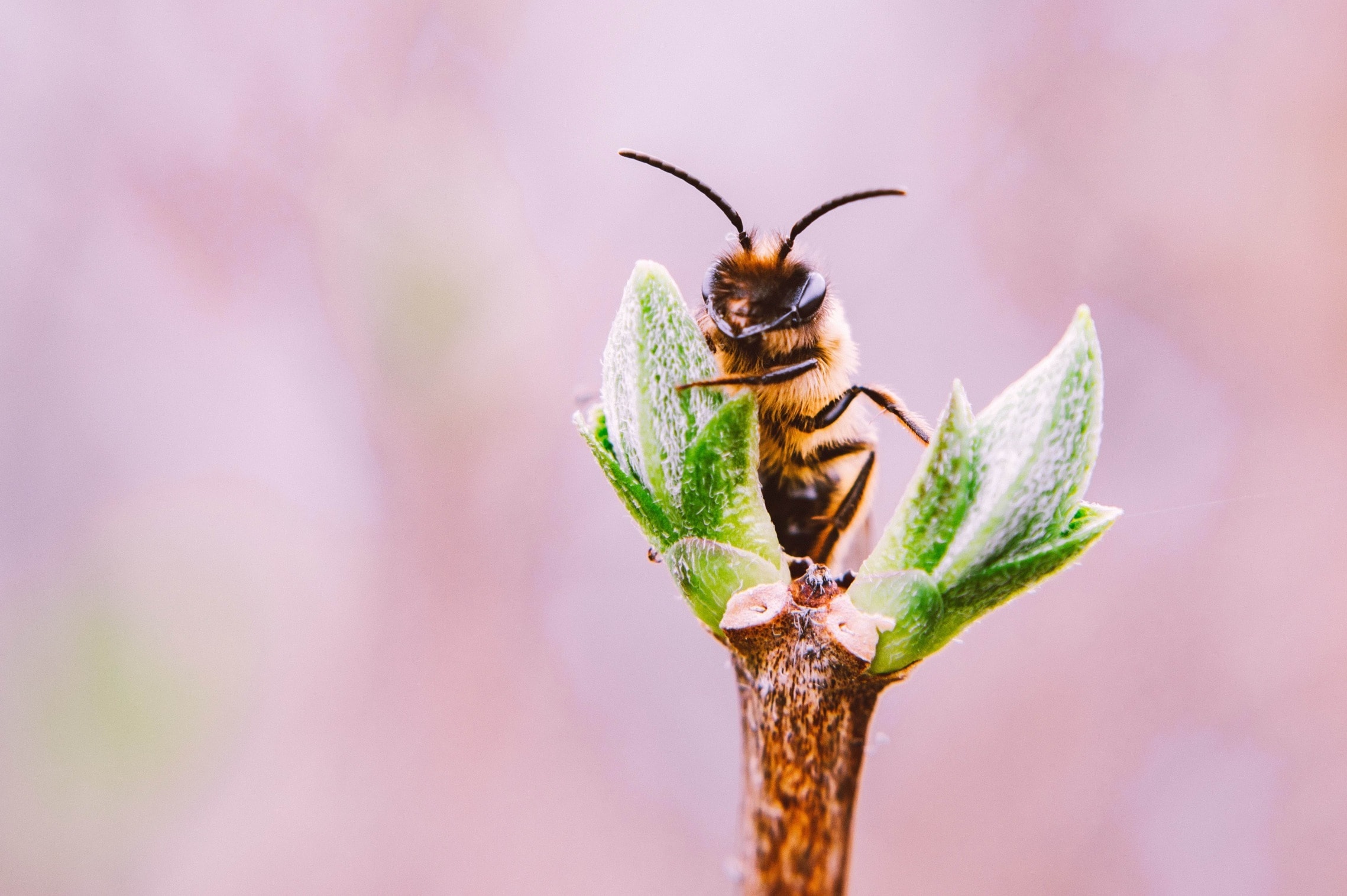 How Much Does it Cost to Let a Species Go Extinct?