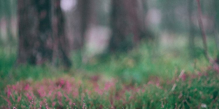 Wild plants on the forest floor.