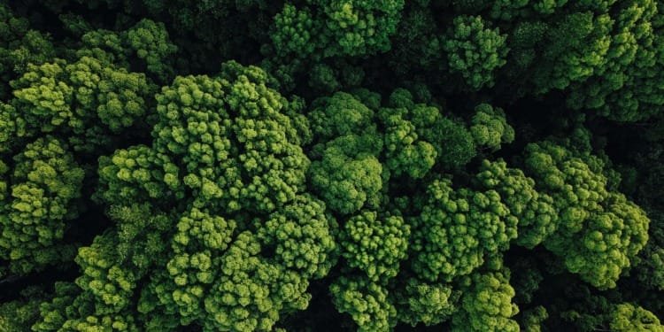 One Forest Summit: Environmental Milestone or Green Colonialism?