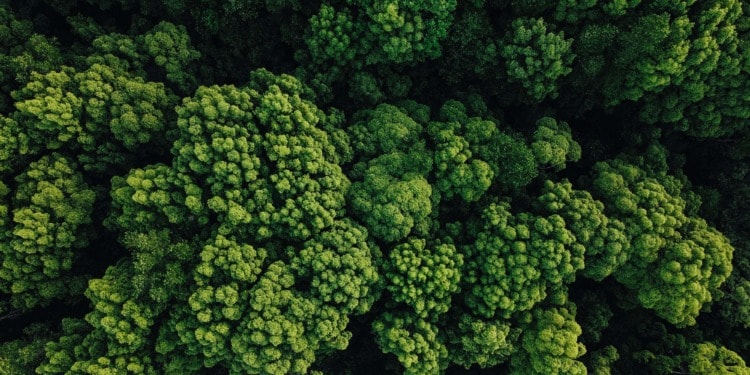 One Forest Summit: Environmental Milestone or Green Colonialism?