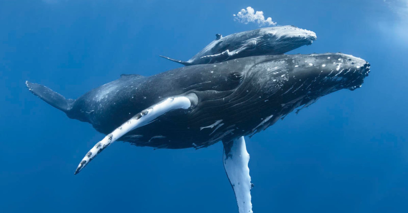 Landmark High Seas Treaty Agreed