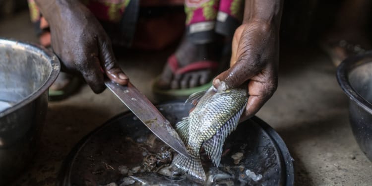 Around 1.23 billion people were employed in the world’s agrifood systems in 2019, FAO study shows