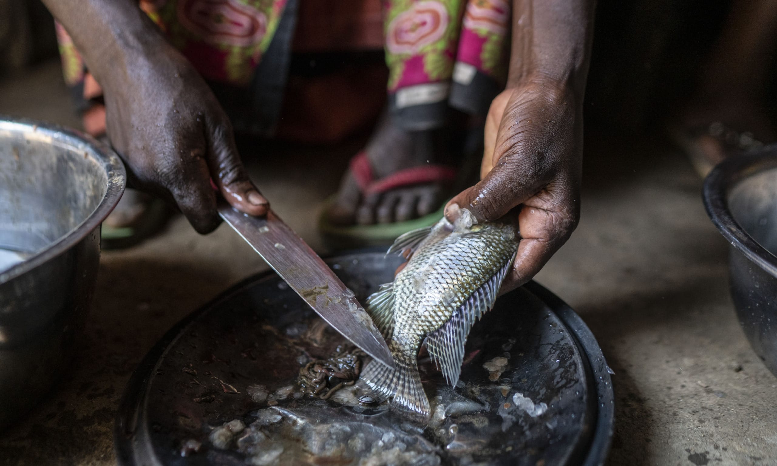 Around 1.23 billion people were employed in the world’s agrifood systems in 2019, FAO study shows
