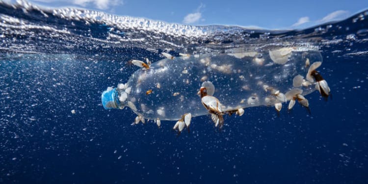 Plastic Waste Is Creating New Communities on the Ocean’s Surface