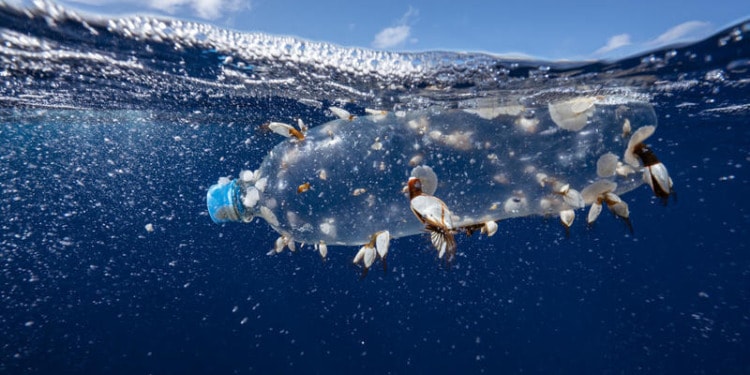 Plastic Waste Is Creating New Communities on the Ocean’s Surface
