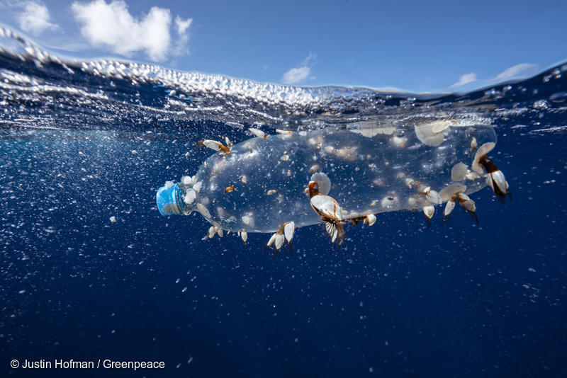 Plastic Waste Is Creating New Communities on the Ocean’s Surface