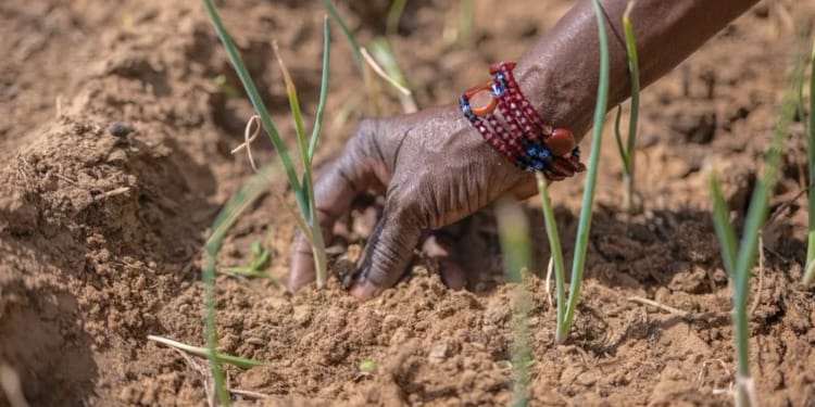climate change agriculture