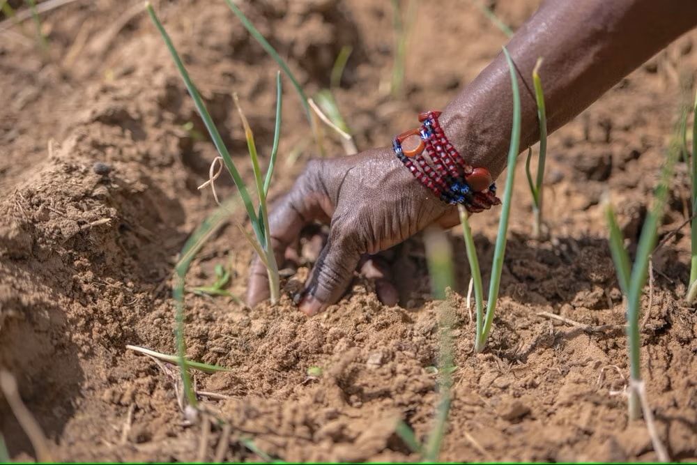 climate change agriculture