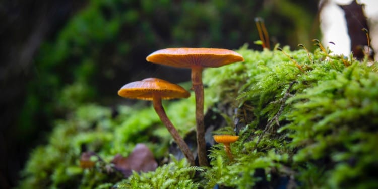 The Sustainability ‘Shroom Boom’: Mushrooms are Making Things Greener