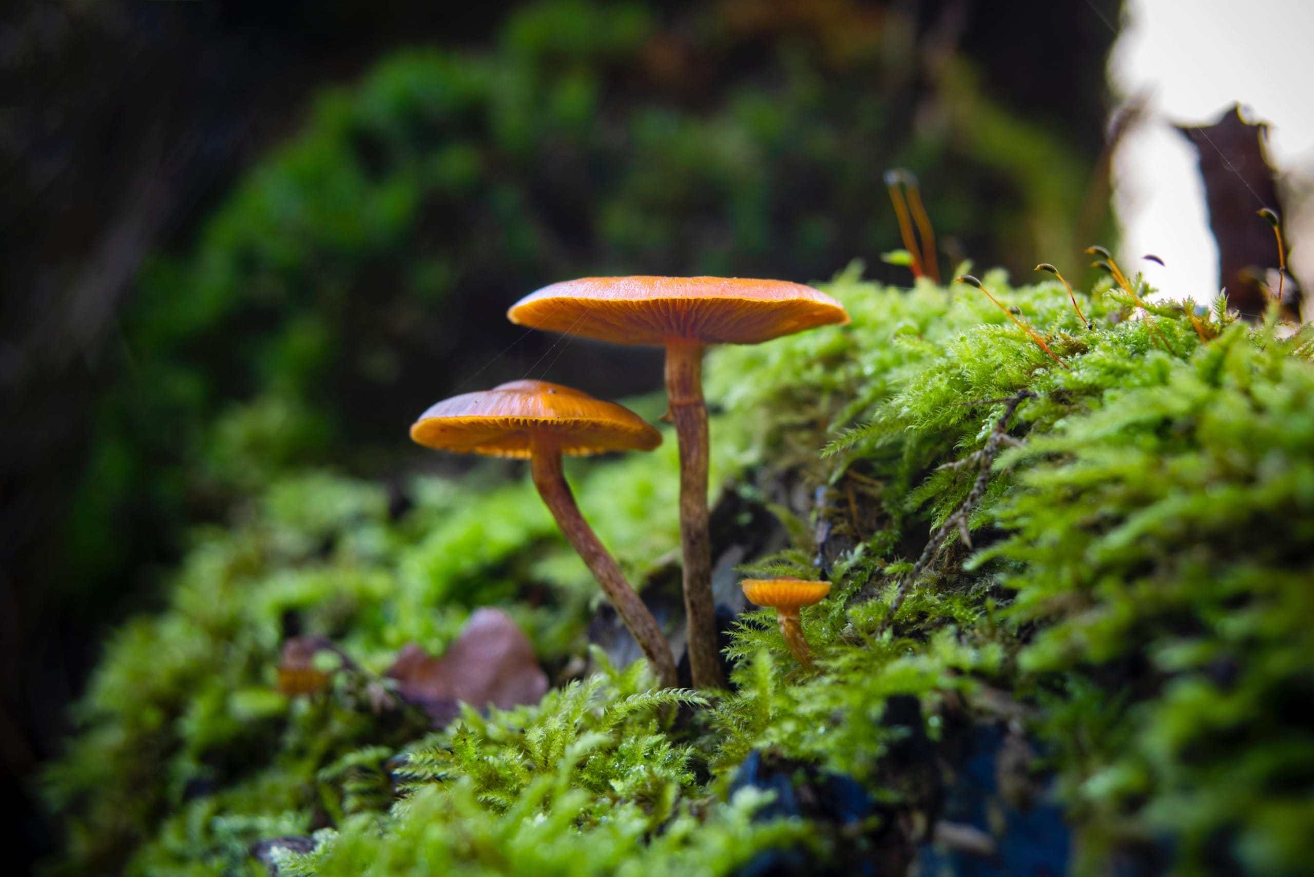 The Sustainability ‘Shroom Boom’: Mushrooms are Making Things Greener